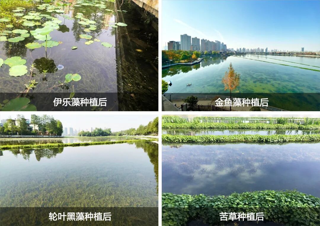 沉水植物网床铺设.jpg