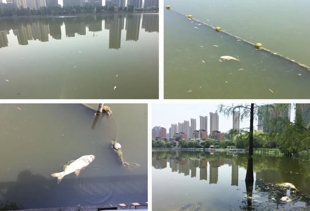 塔子湖水生动植物情况.jpg