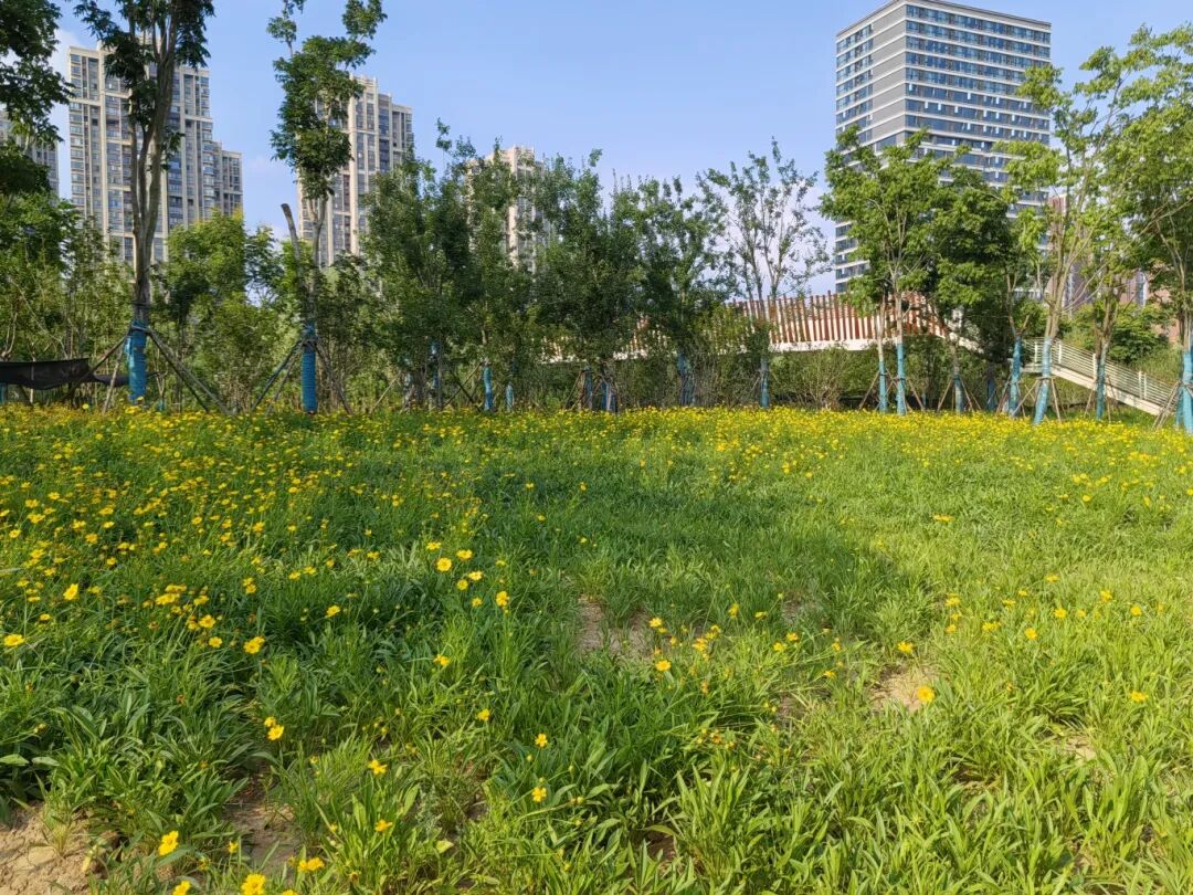 雨水花园1.jpg
